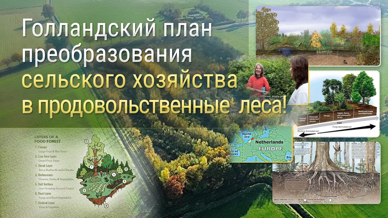 Голландский план преобразования сельского хозяйства в продовольственные леса!
