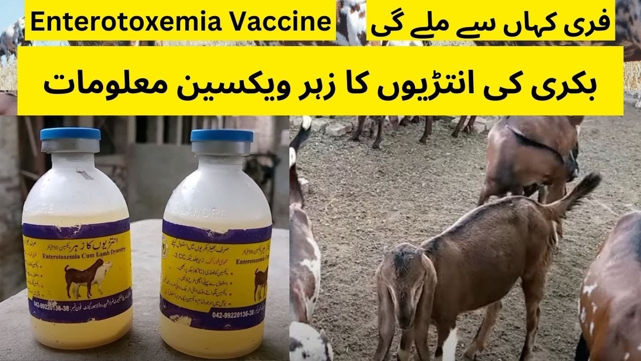 Enterotoxemia Vaccine For Goat | Bakri ki Antarion k Zehar ki Medicine | Goat Vaccine | ET Injection