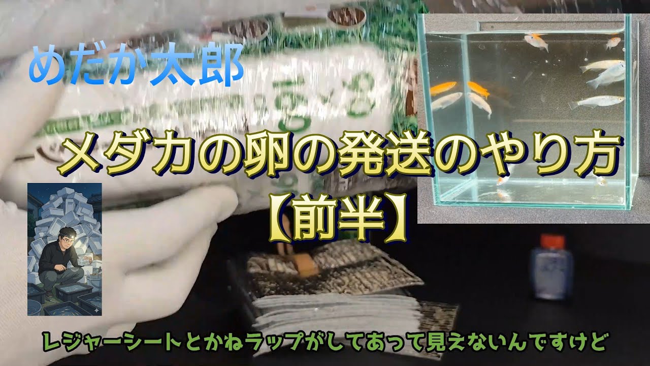 【保存版】メダカの卵の発送のやり方【前半】