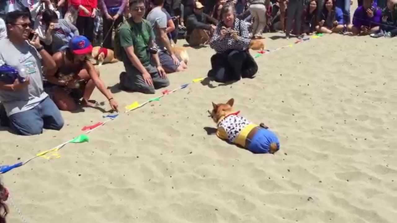 Cutest corgi race!
