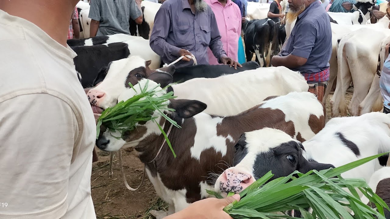২৫ সেপ্টেম্বর সোমবার দিনাজপুর রানীগঞ্জ পশুর হাটে ৩৮-৪০ হাজার টাকায় সীমিত দামে বকনা।