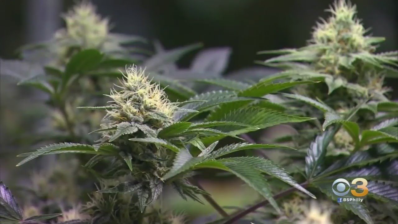 New Jersey Marijuana Activist Say Sales Won't Happen For 'At Least A Year' After Voters Approve Recr