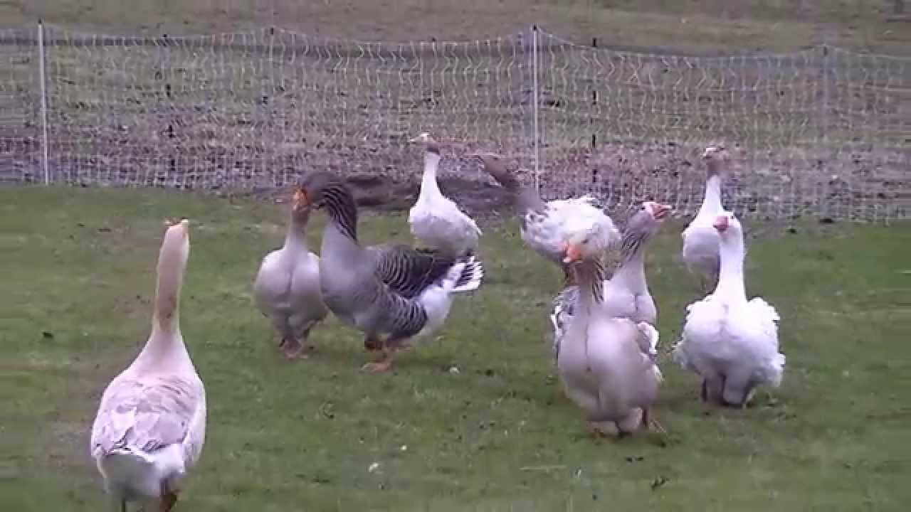 Funny Farm Geese Learning to Free Range Together Again