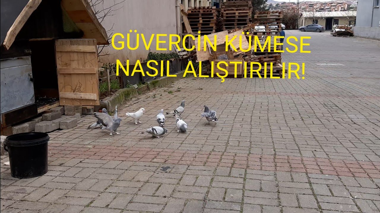 GÜVERCİN KÜMESE NASIL ALIŞTIRILIR, YENİKUŞLARI TANIYALIMVE YENİ YILINIZ HAYIRLI OLSUN.