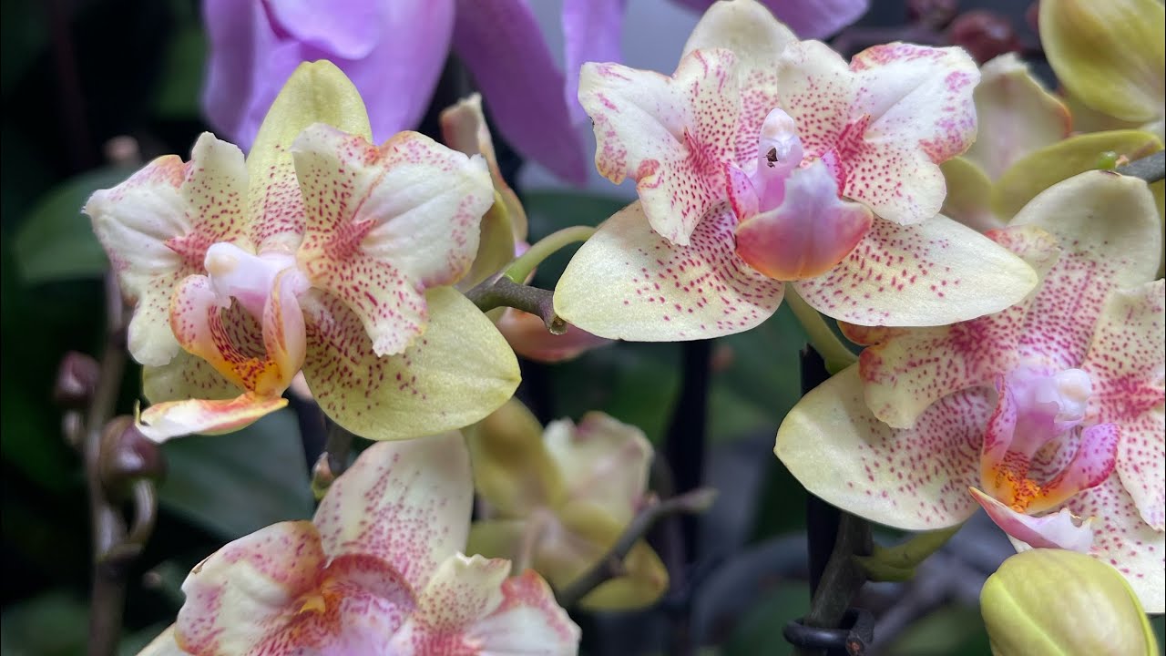 Видео для любителей Гарри Поттера 🎄и роскошных орхидей 🦋#орхідеї #orchid #peloric #орхидеибабочки 