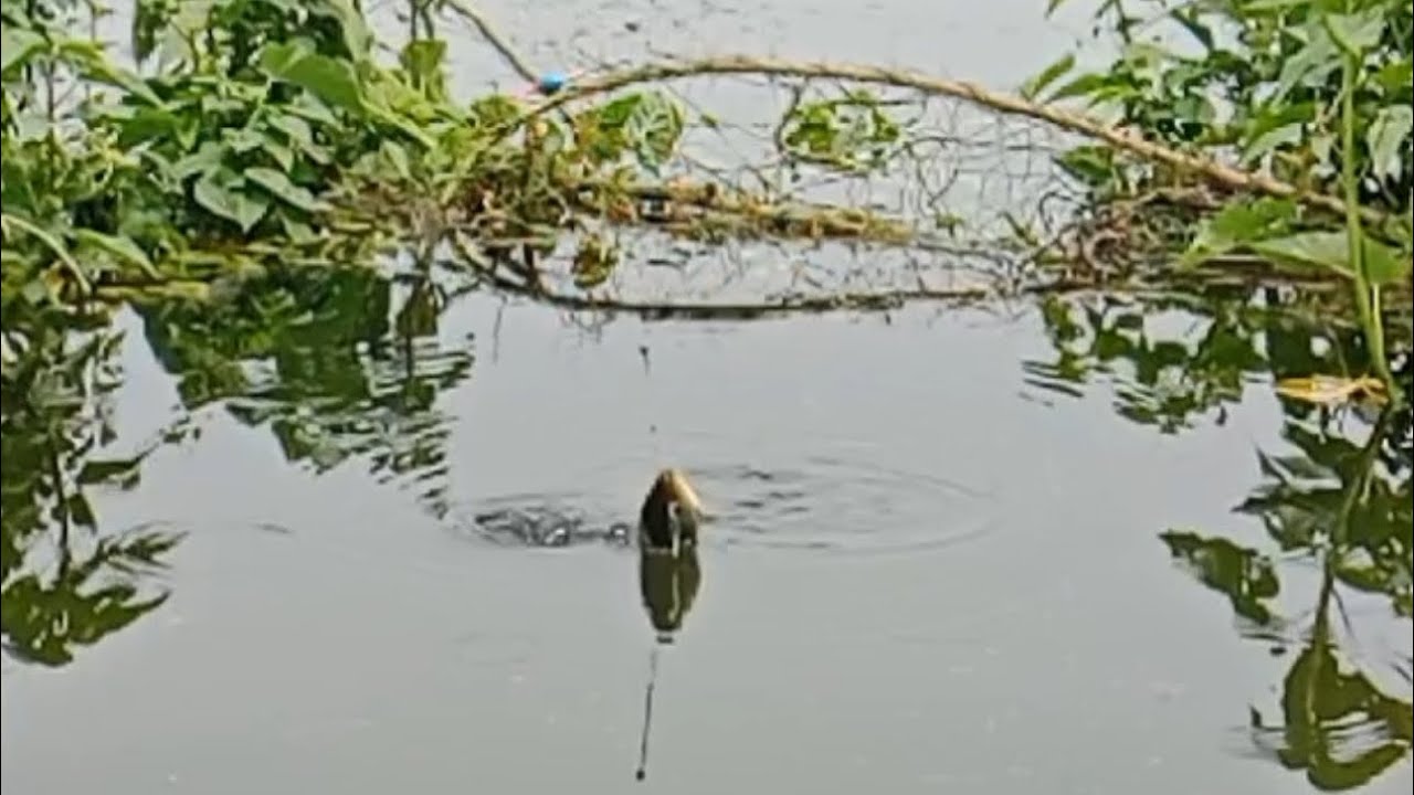 Terlalu Cepat Makannya | Mancing Ikan Nila Di Waduk