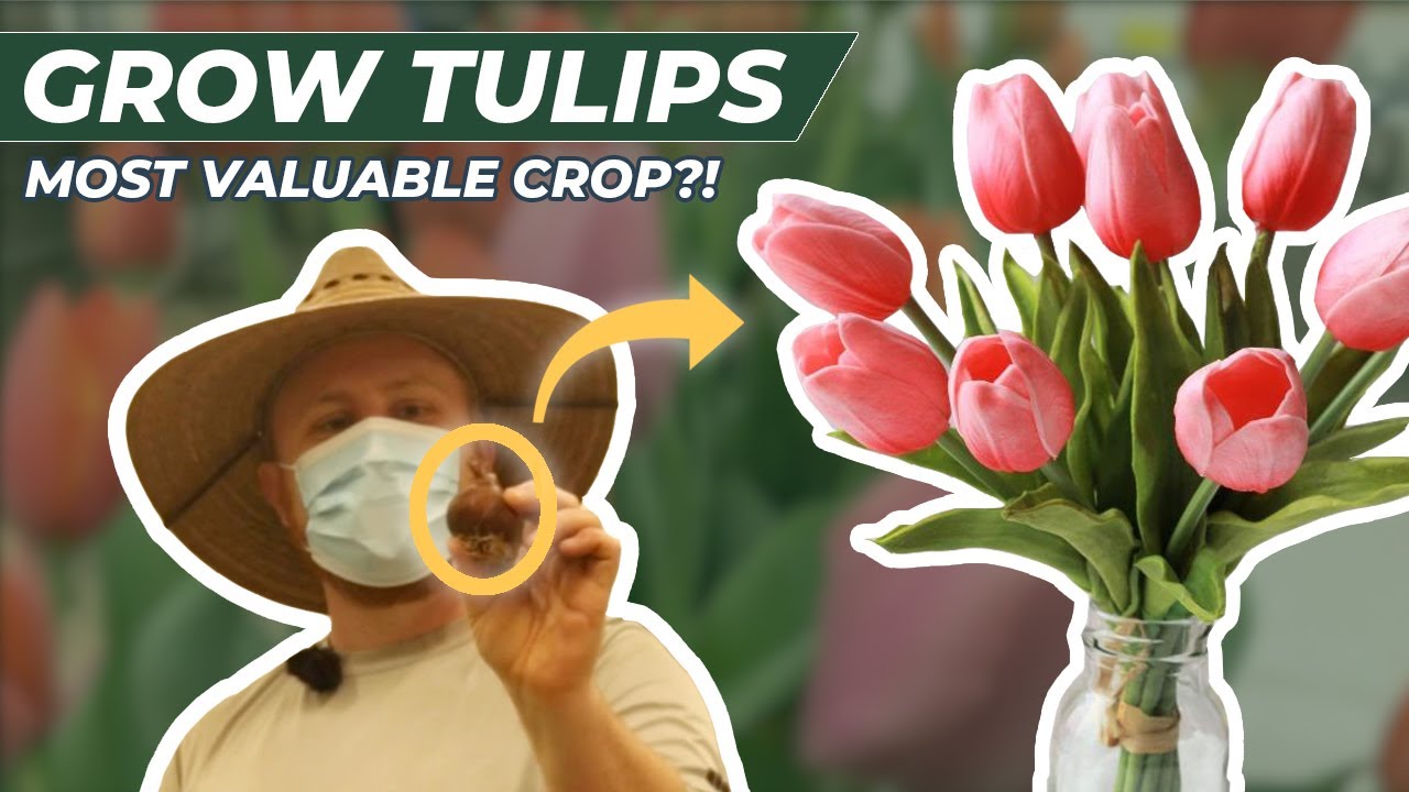Packing 1,500 tulips in ONE DAY (for a lot of money)!!