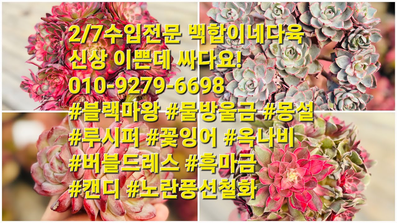 2/7수입전문 백합이네다육!신상 이쁜데 싸다요!010-9279-6698 #블랙마왕 #물방울금 #몽설 #루시퍼 #꽃잉어 #옥나비 #버블드레스 #흑마금 #캔디 #노란풍선철화