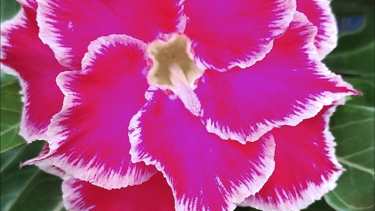 OLÁ PESSOAL BOM DIA 🌺🌸🤩