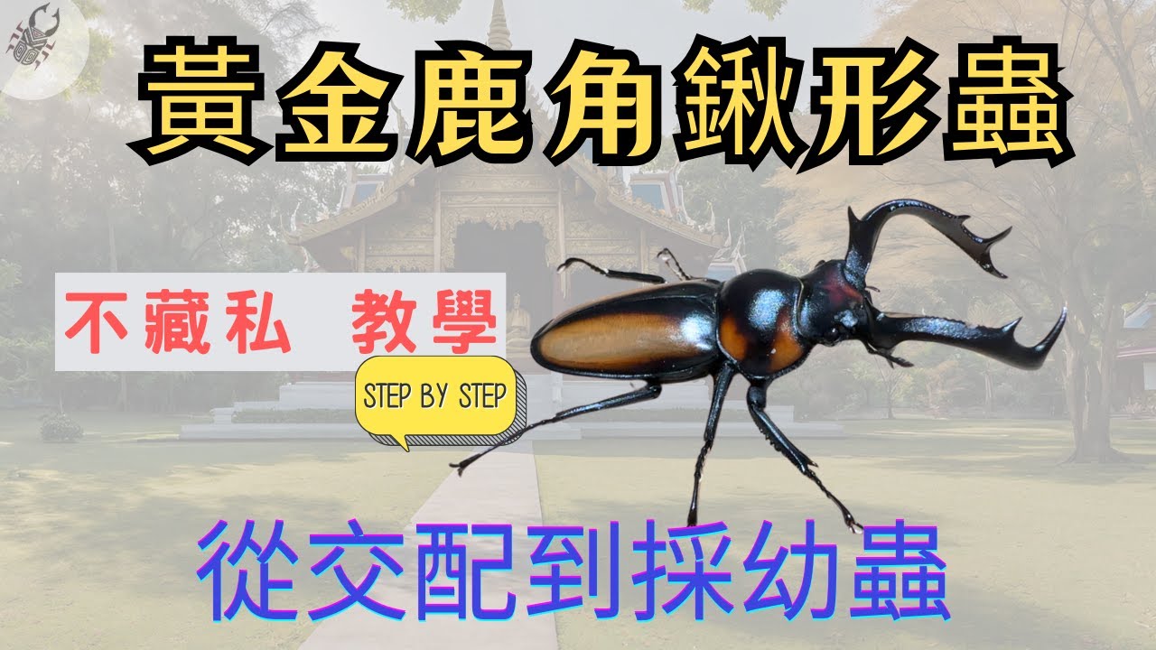 如何繁殖鍬形蟲 ?│黃金鹿角鍬形蟲產房 │投產小秘訣都在細節裡!【飼養教學】