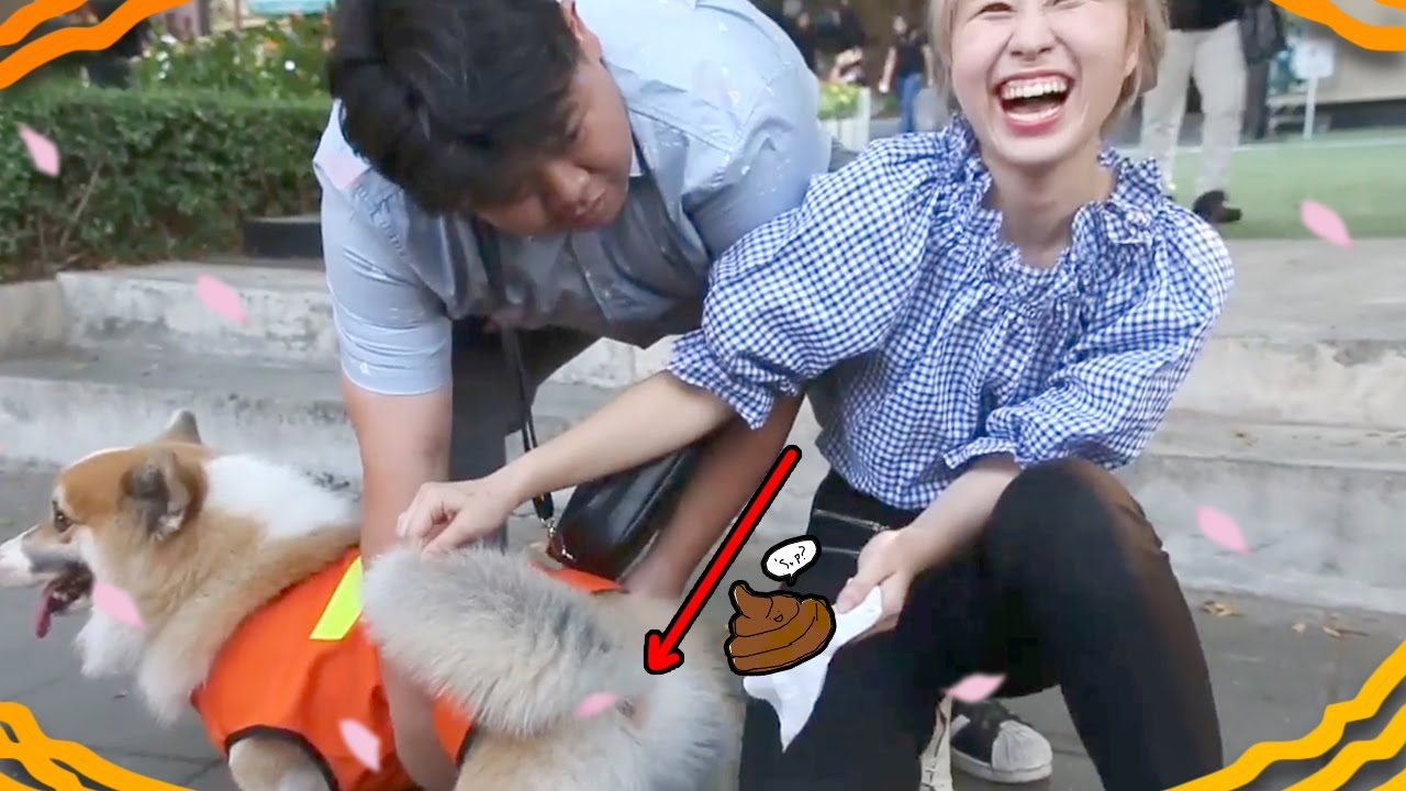 จะเลี้ยงหมา ก็ต้องเก็บปุ๊หมา ☀ Sunbeary