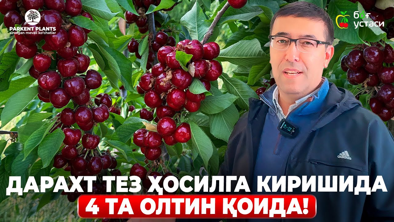 ЯНГИ ИНТЕНСИВ БОҒЛАР ТАШКИЛ ҚИЛИШ! 1-ҚИСМ | ШУҲРАТ АБРОРОВ #shuhratabrorov #bog #hosil #kochat