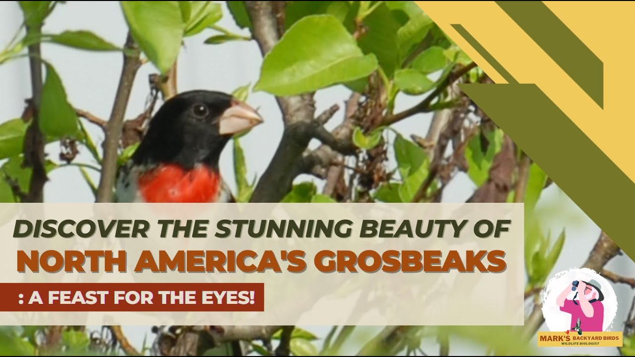 Identifying the Grosbeaks of North America