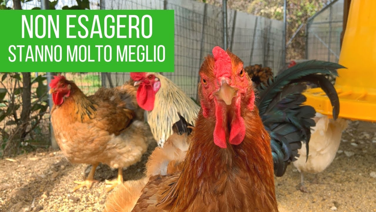 Se allevi galline 🐓 devi averlo
