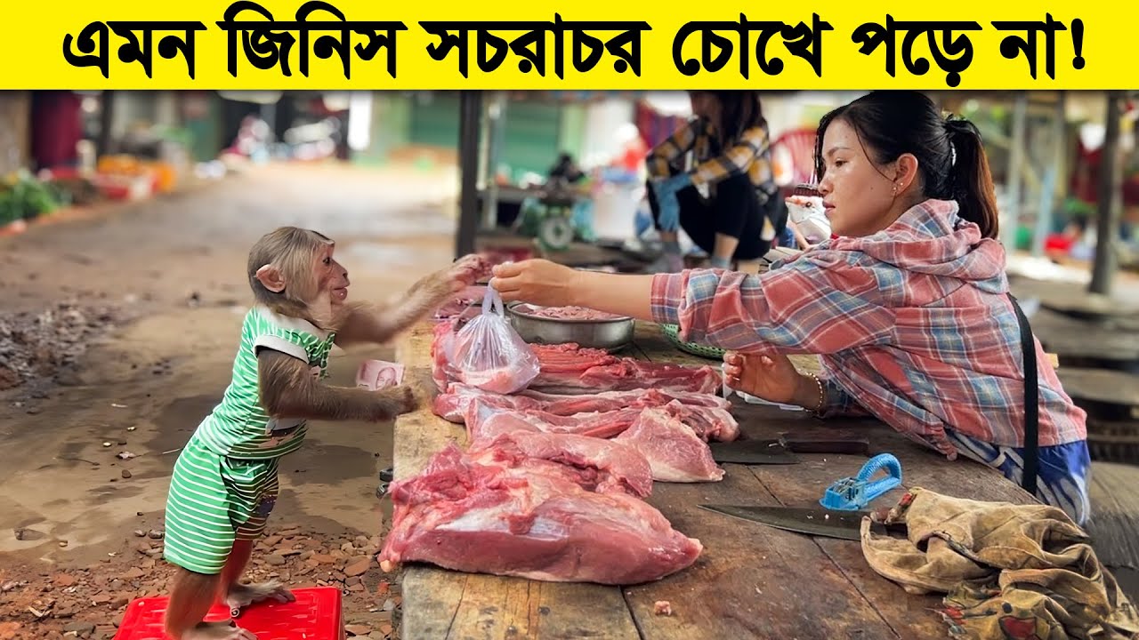 বানরের মাথায় যে কত বুদ্ধি ধরে এই ভিডিওটাই তার প্রমান !