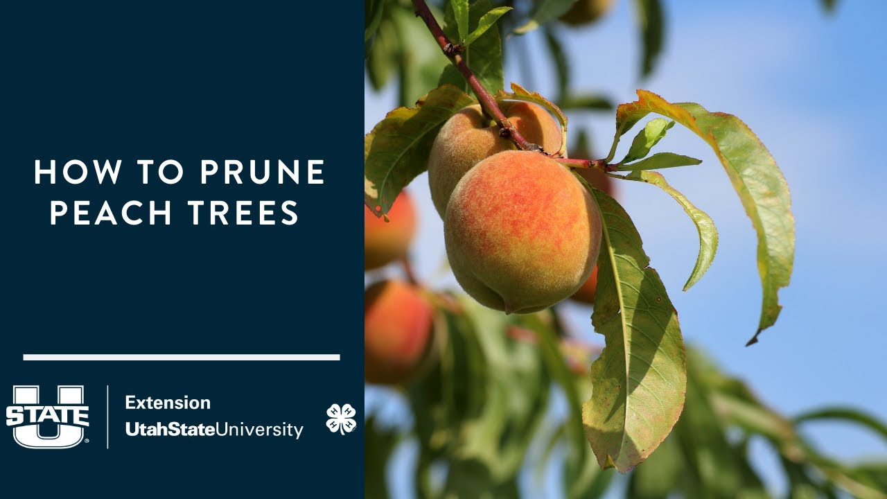 How to Prune Peach Trees