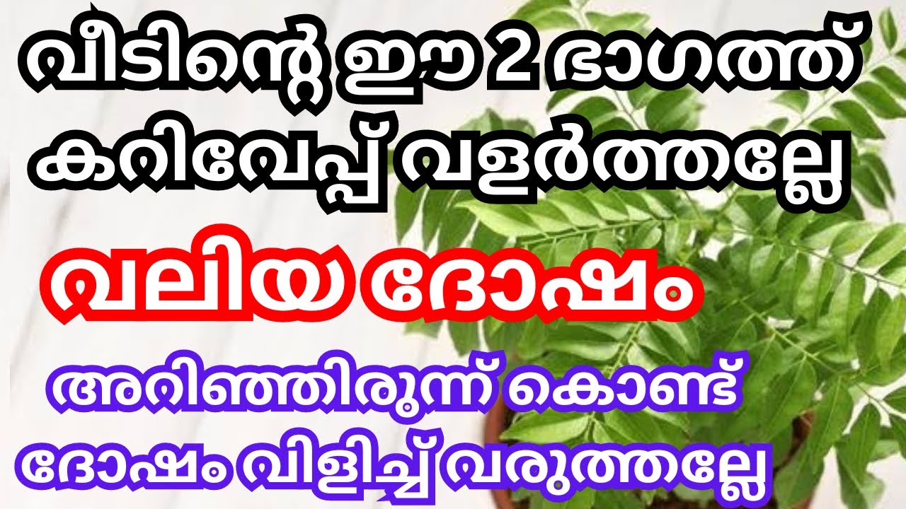 കറിവേപ്പ് ചെടി വീട്ടിൽ വളർത്തുന്നവർ അറിഞ്ഞിരിക്കേണ്ട വാസ്തു രഹസ്യങ്ങൾ