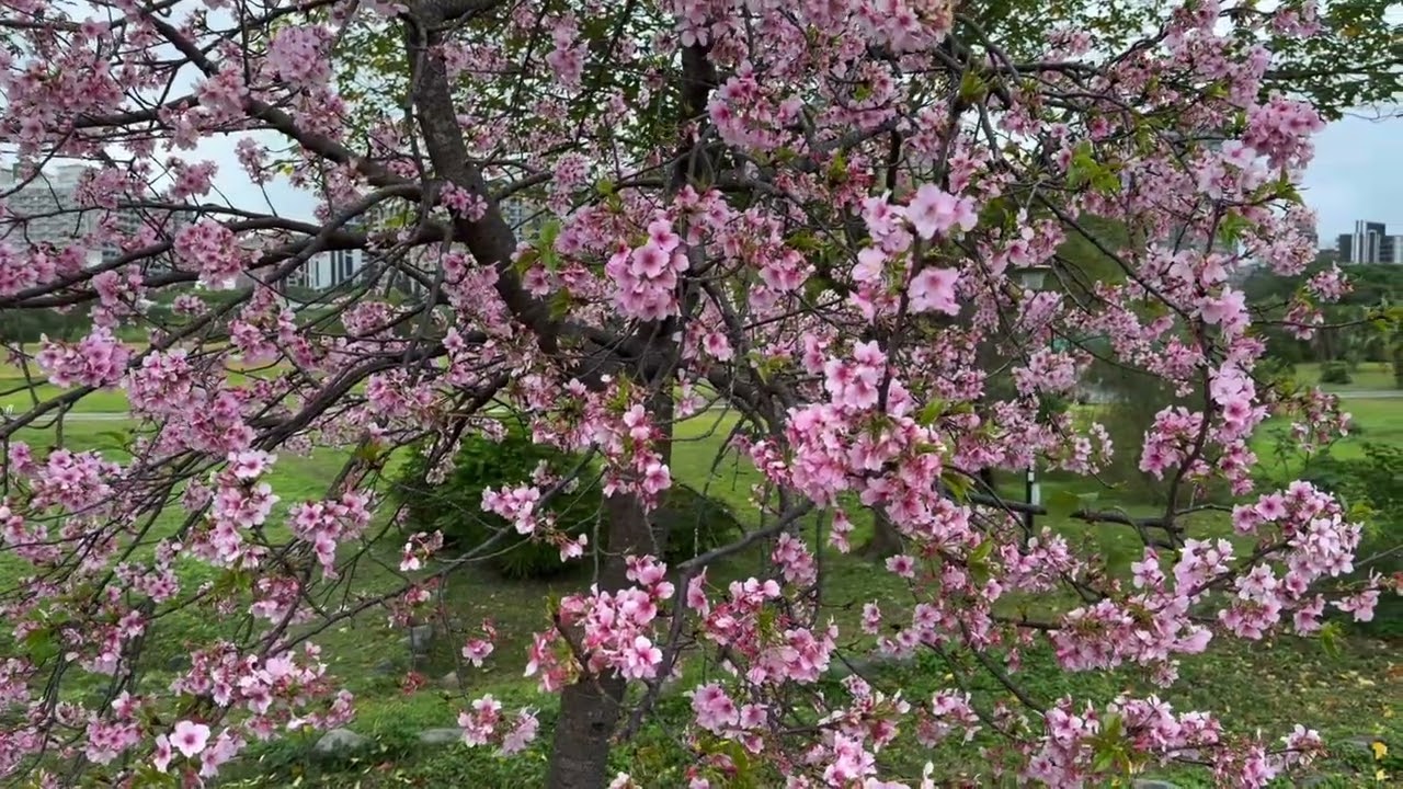 陽光公園