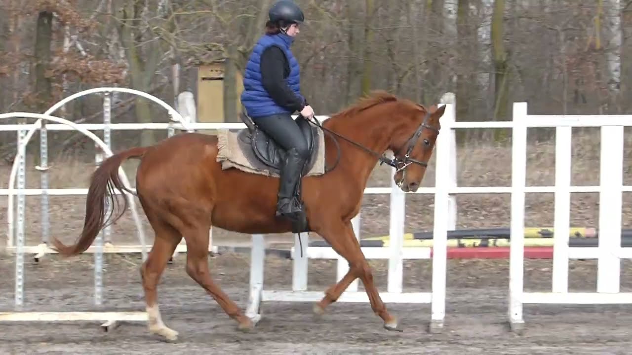 Ámor galopp