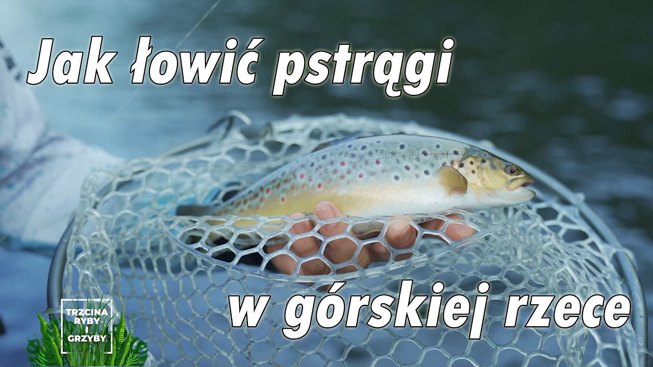 Jak łowić pstrągi w górskiej rzece? Trzcina, ryby i grzyby