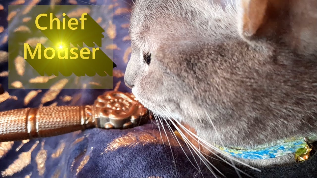 The Chief Mouser
