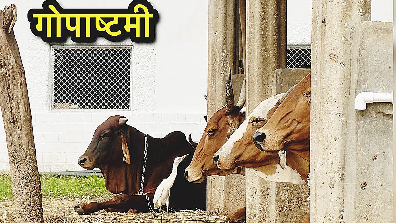 गोपाष्टमी पूज़ा गौसेवा और गाय पालन #imlakshmikant #milarabad