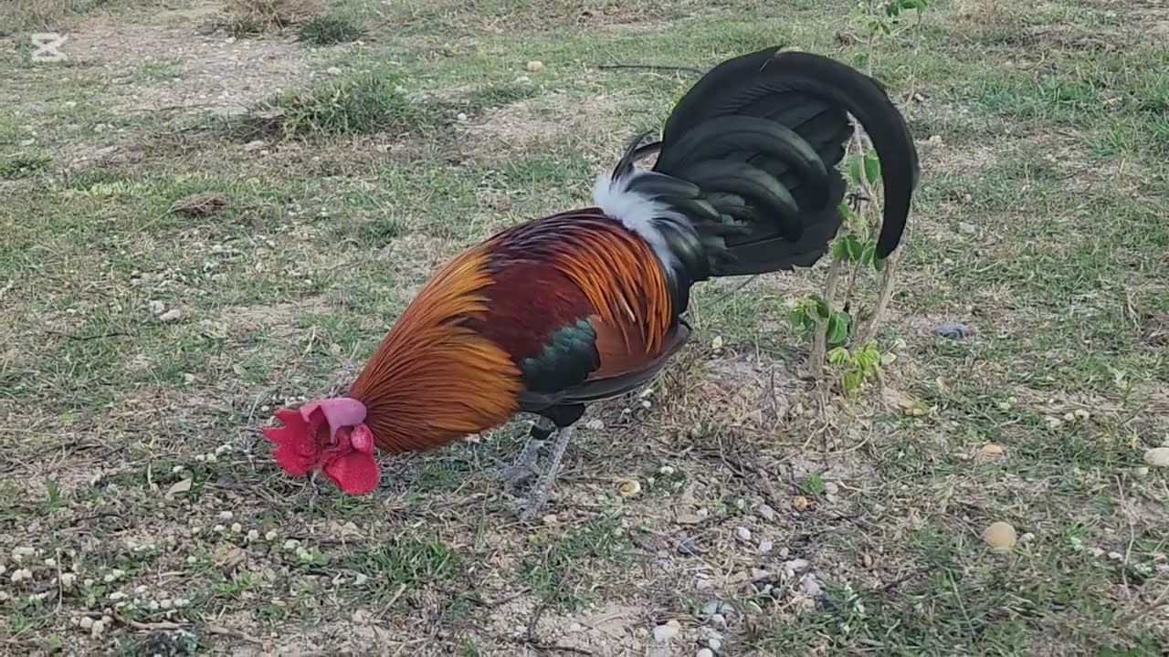 ✅️Ep:8 🐓🐓🇱🇦🇱🇦 ลูกผสมสวยๆน้ำ 2 ของผม( kv tus qaib f2 zoo2 nraug heev lawm ) 