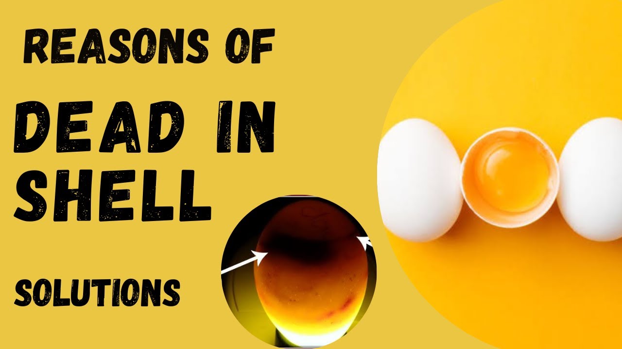 Reasons of Dead in Shell in Lovebirds | solutions #KkAsad #lovebird #breeding #lovebirdspakistan