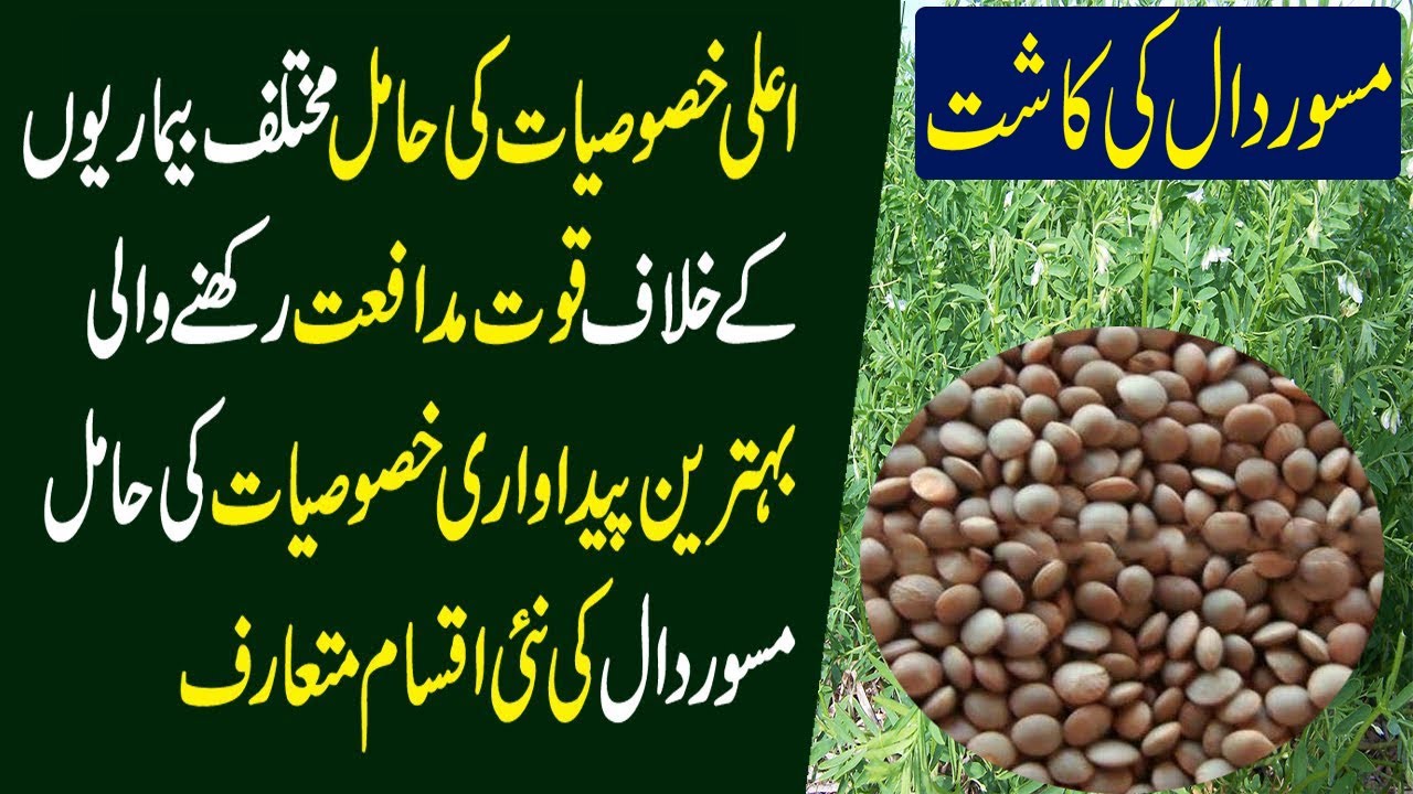 Lentil Cultivation in Pakistan | Masoor Ki Kasht | Pulses Cultivation in Pakistan || Kissan pakistan