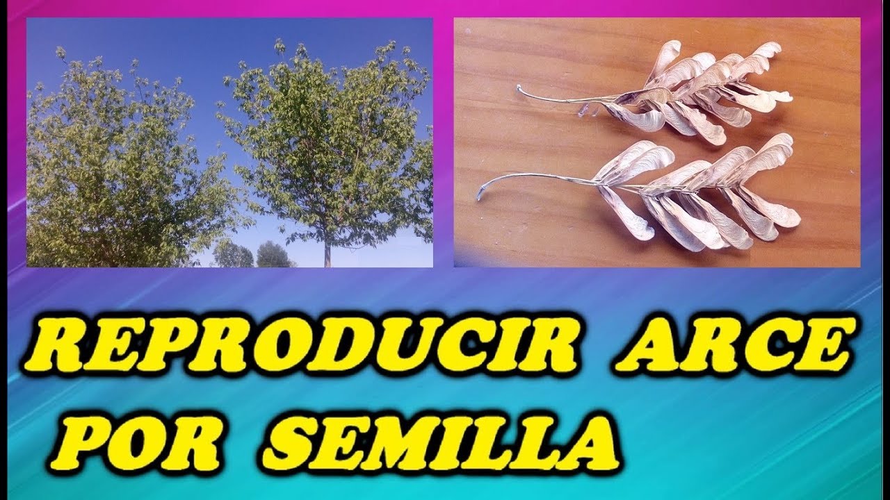 Como Reproducir Árboles por Semilla (Arce) // Todo Huerta y Jardín