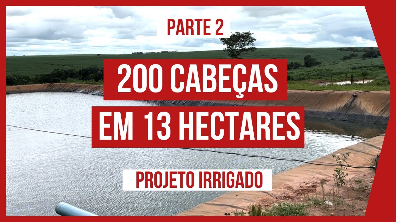 200 CABEÇAS em 13 HECTARES - PASTEJO ROTACIONADO ADUBADO e IRRIGADO para BOVINOS DE CORTE #PARTE2