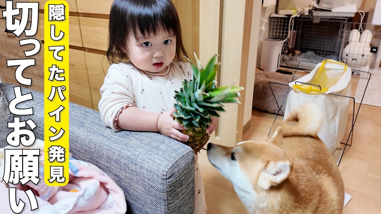 パイナップルの匂いを察知して出待ちする2歳児と柴犬が可愛すぎました笑