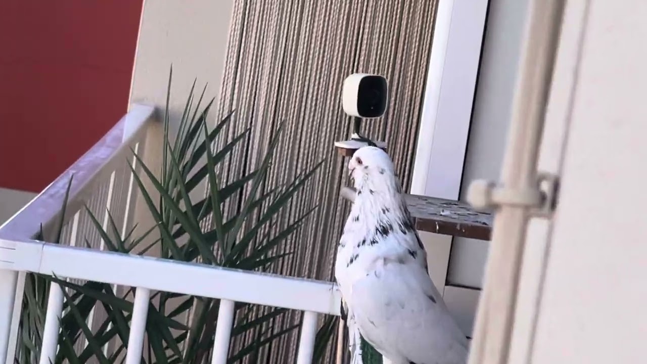 Palomos de robo Barcelona ( El Blanco Trabajando) #palomodetrabajo #palomoderobo #viral #paloma 🔥🔥