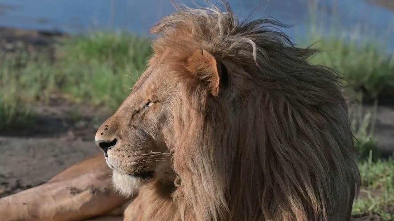 Tanzania safari (Serengeti - Ndutu - Tarangire - Ngorongoro)