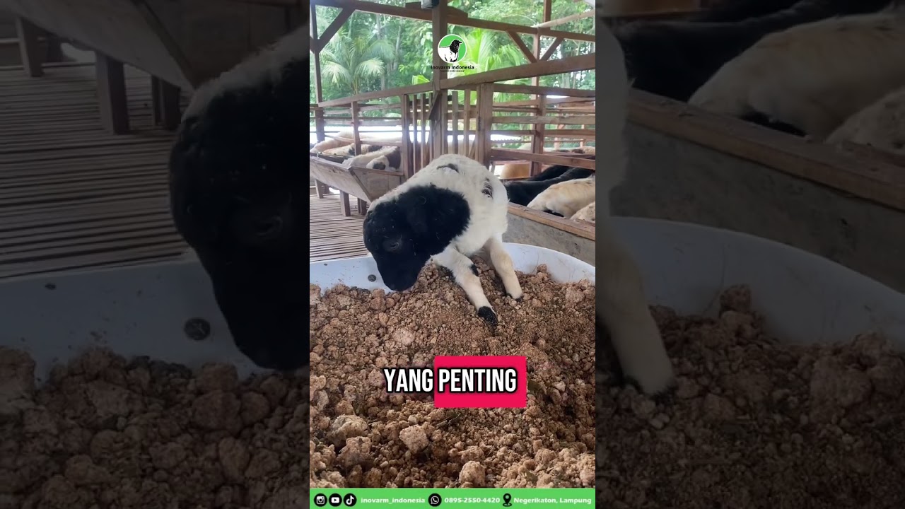 Adaptasi pakan domba secara bertahap, jangan langsung diganti 100% ya!