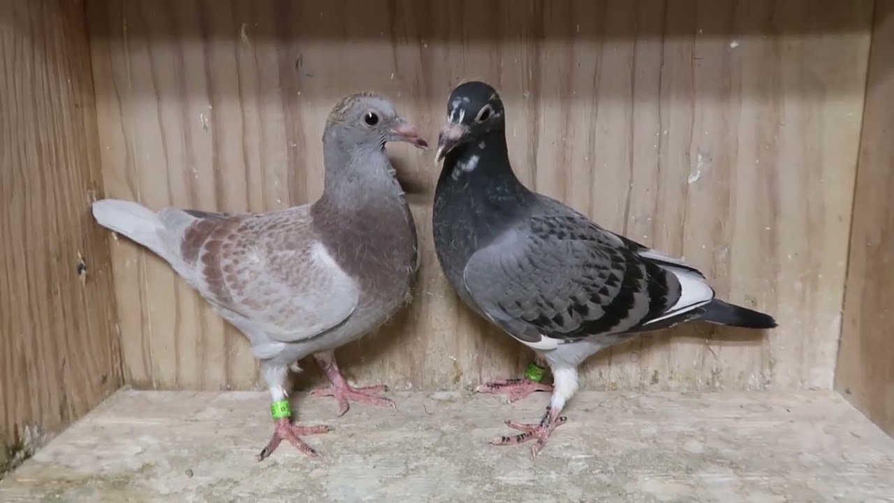 Van Den Bulck Kittel Young Birds Looking Great Here!