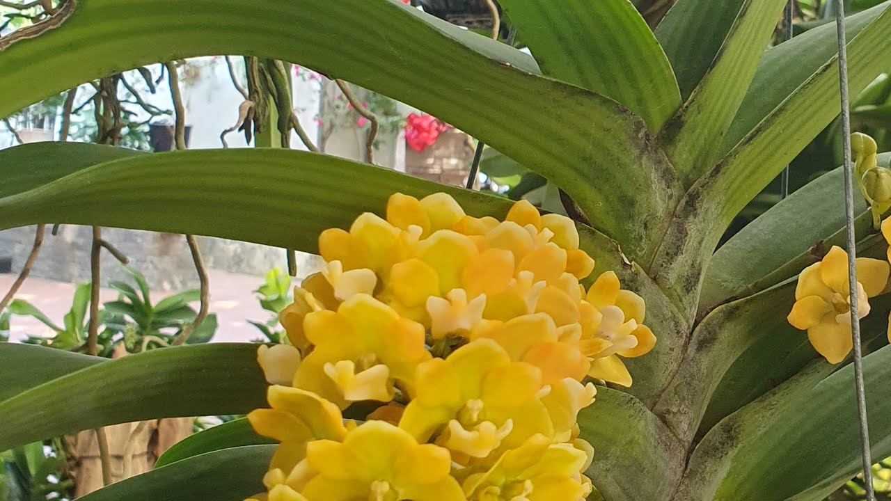 phan trí, xh, km, vàng béo côn lùn đẹp, đai châu vàng, đai châu giống @916594696