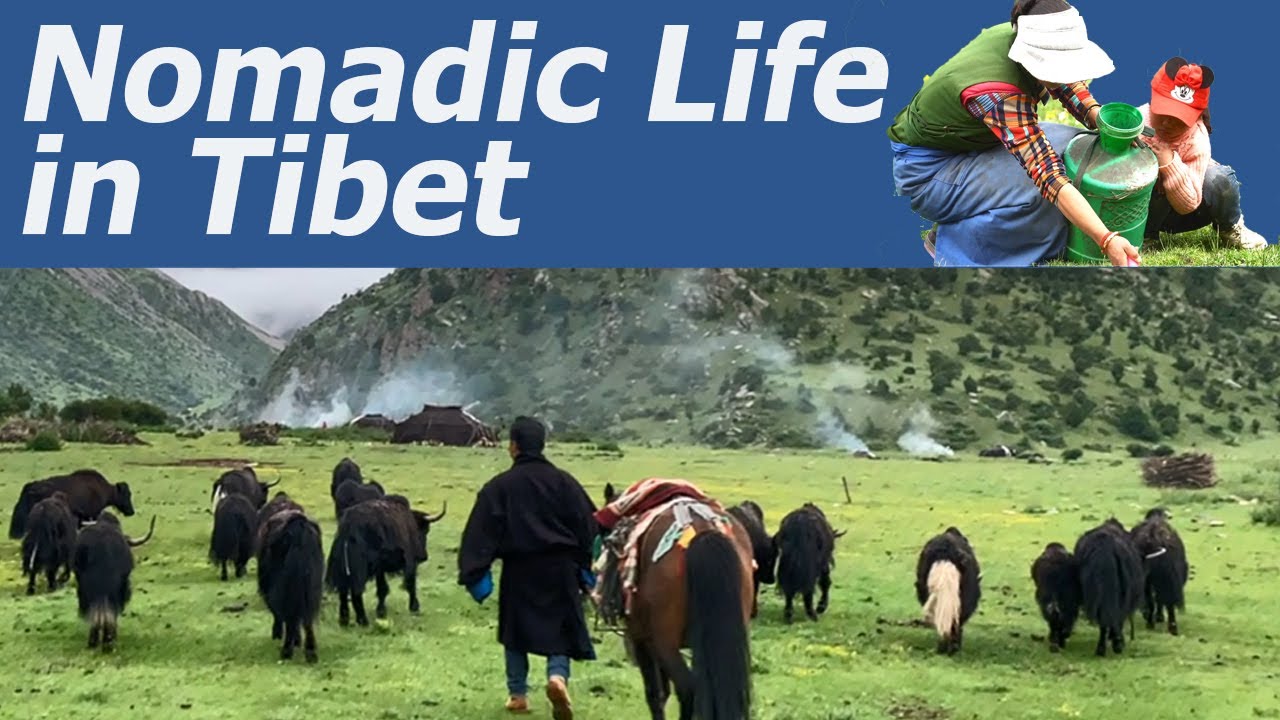 A Day in the Life of a Tibetan Nomad Family; How do Tibetan Wife and Husband Divide Their House Work