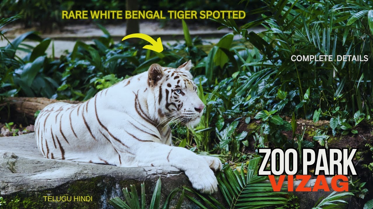 Indira Gandhi Zoological Park Vizag: Timings, Attractions & More!