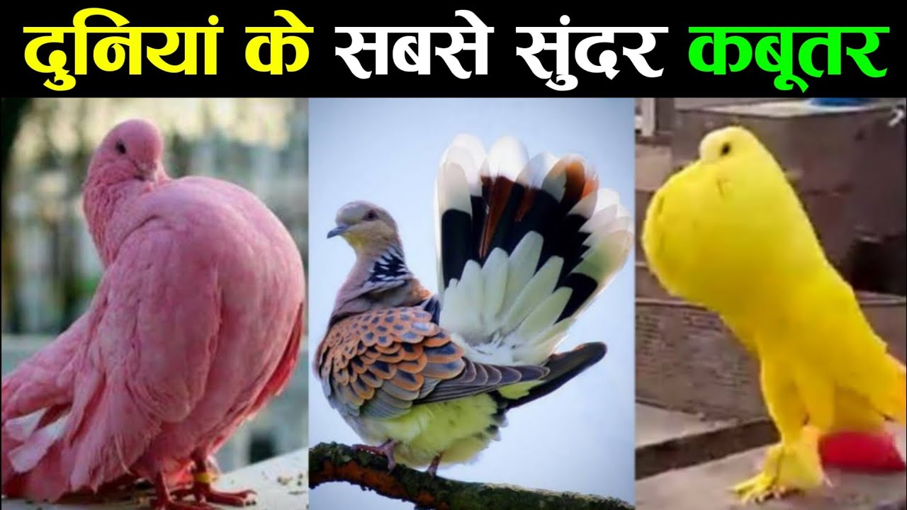 दुनियां में 10 सबसे खूबसूरत कबूतर  | 10 Most Beautiful Pigeons In The World | Mattress Kabootar
