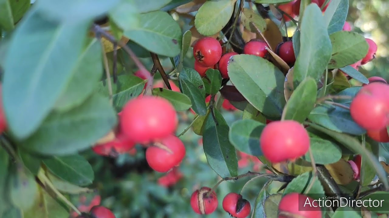 Vatreni Trn/Pyracantha Coccinea