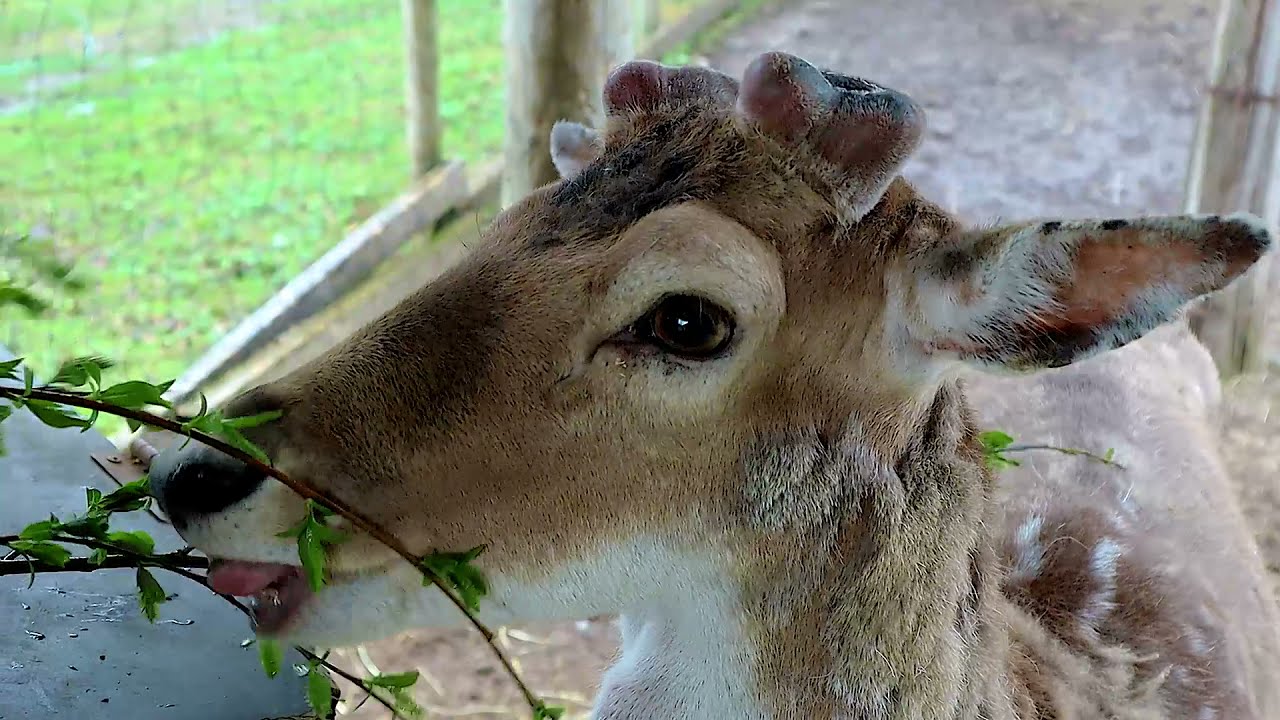 Visiitti Hirvikartanolle 🦌 🔹Ravintola Hirvikartano, Jämsä🔹