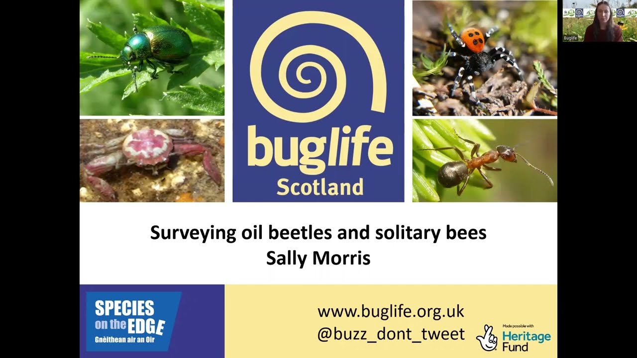 Surveying oil beetles and solitary bees ~ online workshop with Buglife Scotland