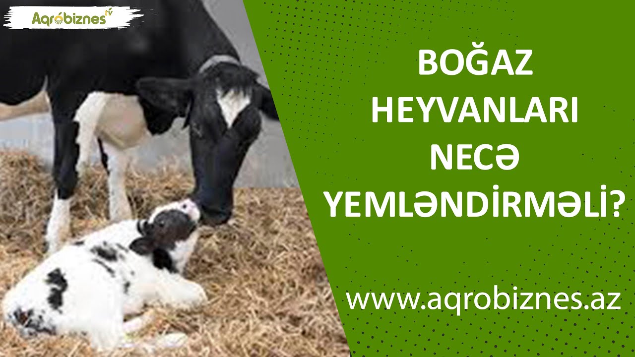 Boğaz heyvanları necə yemləndirməli?