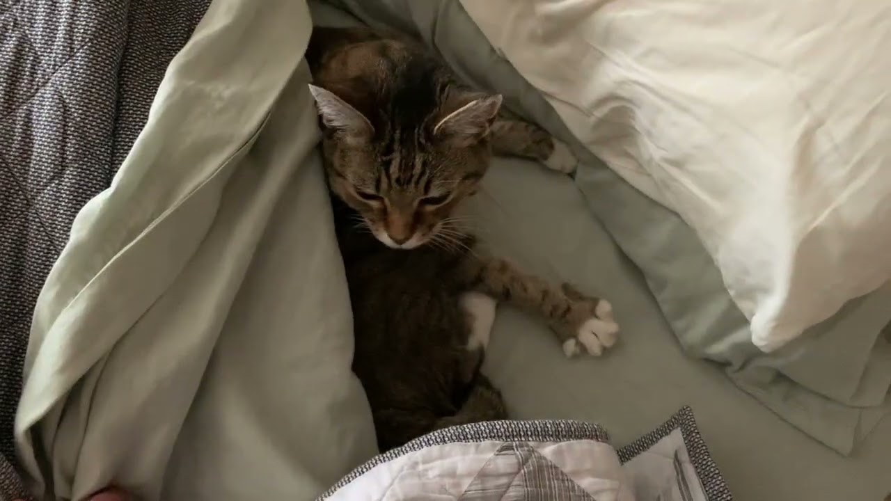 Does anybody else&rsquo;s bed make this noise?