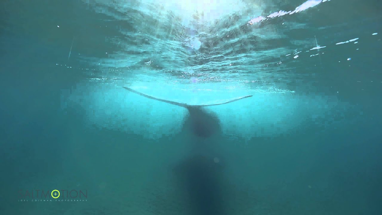 Freshwater Beach Southern Right Whale by Saltmotion / Joel Coleman