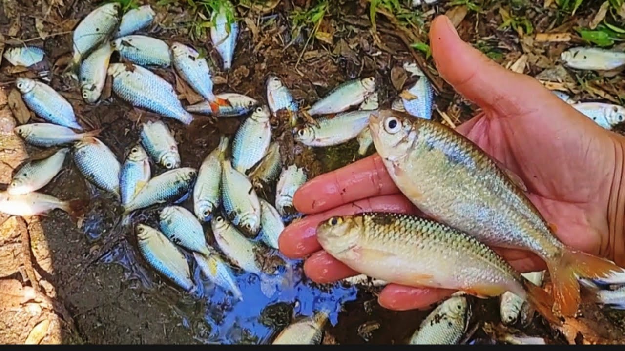 Nesse paraíso dos lambaris não tem como perder viagem