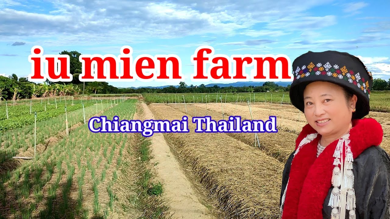 iu mien farm in chiangmai