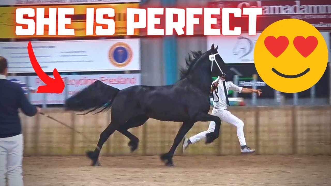 The inspection of Geertje and Gea the Friesian Horses