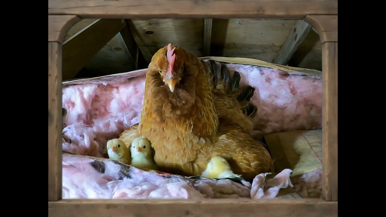 Mother Hen & Baby Chicks Found Hatched in Attic #farm #hen #babychicks #new #life  #facebook  Pt1